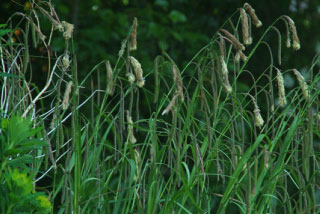 Carex pendulaHangende zegge bestellen